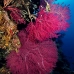 seafan_cc_v_0705_png1673.jpg